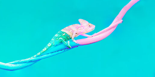 Image of a chameleon.