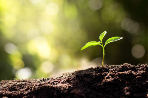 A small plant emerges from the earth in front of a blurred out green atmosphere.