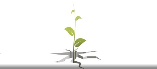 Image of a plant emerging from a cracked ground.