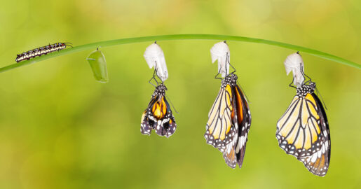 An image of butterflies emerging from their cocoons.
